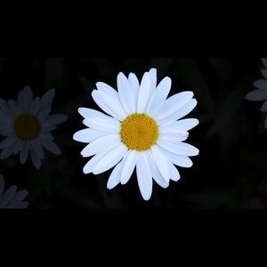 Meet your Posher, Misty